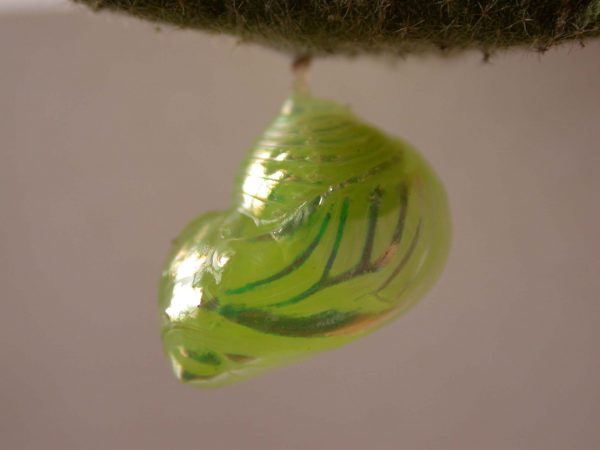 Dircenna adina pupa lateral, KRW-177