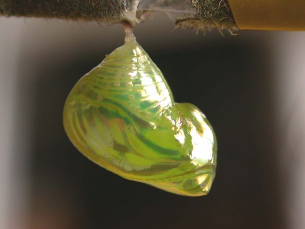 Dircenna adina pupa lateral, KRW-188