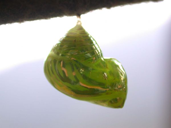 Dircenna adina pupa lateral, KRW-260