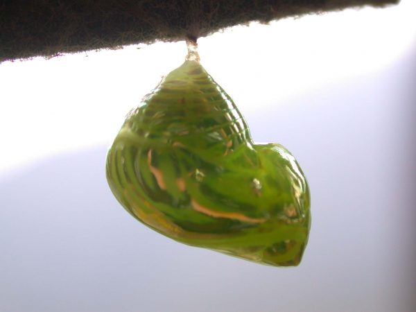 Dircenna adina pupa lateral, KRW-260
