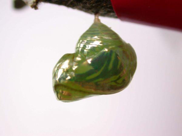 Dircenna adina pupa lateral, KRW-26