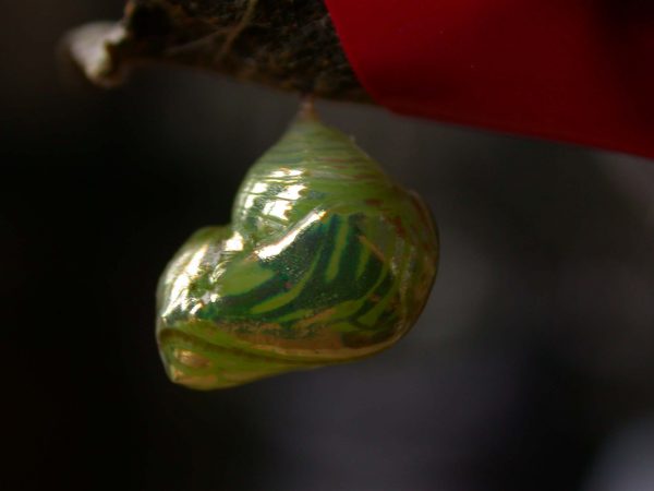 Dircenna adina pupa lateral, KRW-26