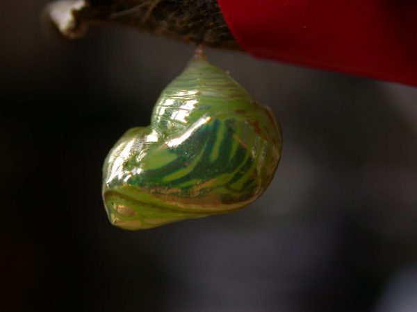 Dircenna adina pupa lateral, KRW-26