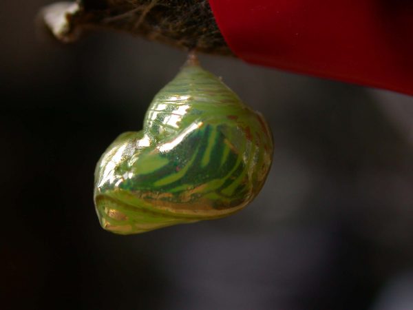 Dircenna adina pupa lateral, KRW-26