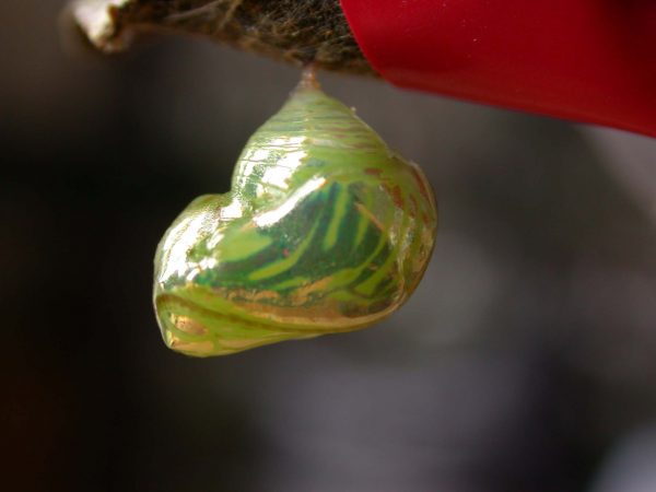 Dircenna adina pupa lateral, KRW-26