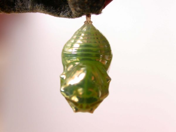 Dircenna adina pupa lateral, KRW-26