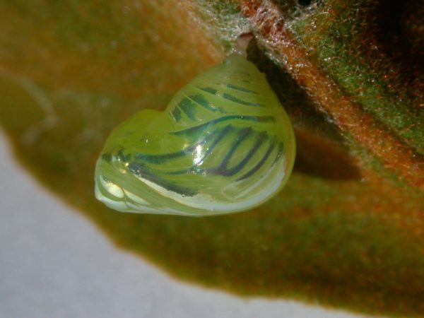 Dircenna adina pupa lateral, KRW-33
