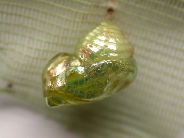 Dircenna adina pupa lateral, KRW-48