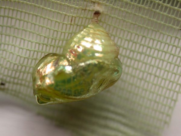 Dircenna adina pupa lateral, KRW-48