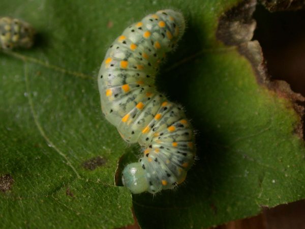 Dircenna adina prepupa, KRW-119