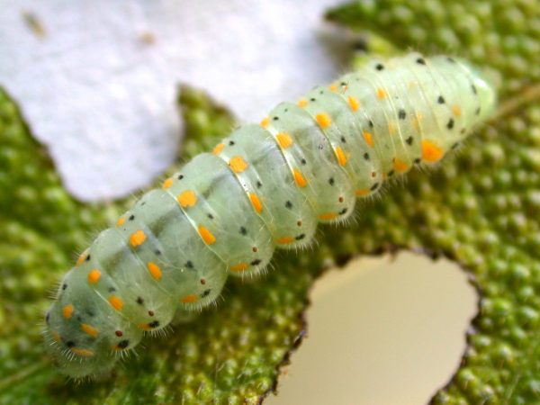 Dircenna adina prepupa, KRW-49-1