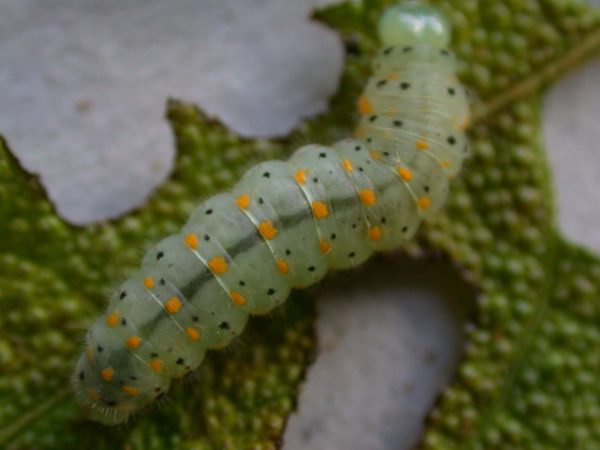 Dircenna adina prepupa, KRW-49-1