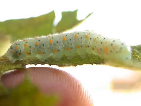 Dircenna adina prepupa, KRW-49-1