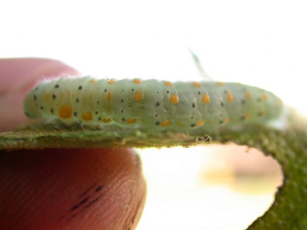 Dircenna adina prepupa, KRW-49-1