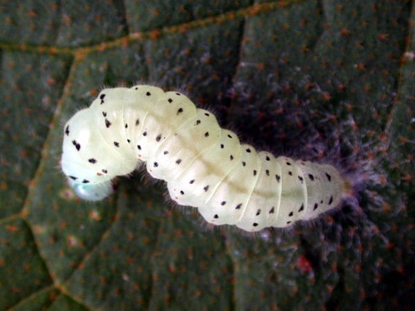 Dircenna adina prepupa, KRW-9