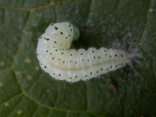 Dircenna adina prepupa, KRW-9