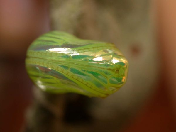 Dircenna adina pupa ventral, KRW-119