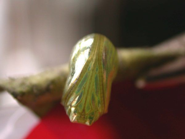 Dircenna adina pupa ventral, KRW-177