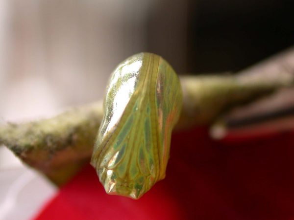 Dircenna adina pupa ventral, KRW-177