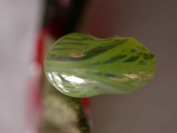 Dircenna adina pupa ventral, KRW-177