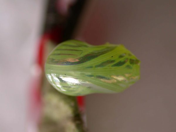 Dircenna adina pupa ventral, KRW-177