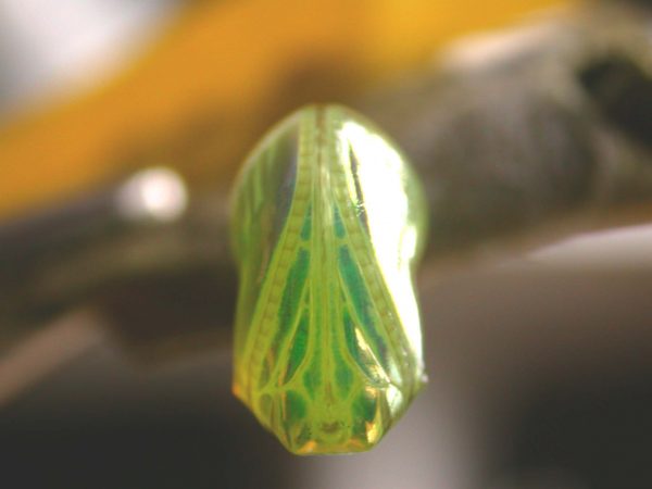 Dircenna adina pupa ventral, KRW-188