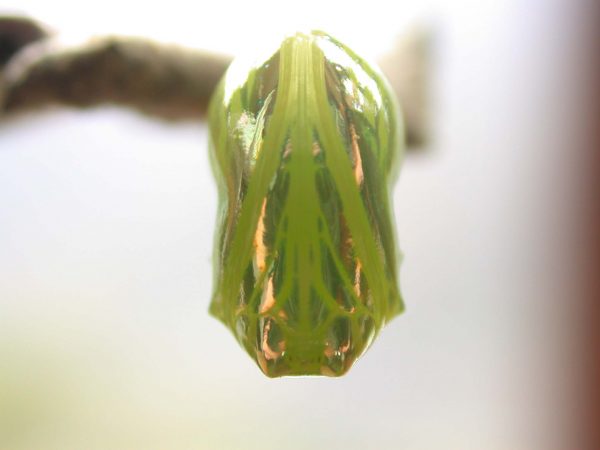 Dircenna adina pupa ventral, KRW-260