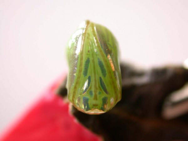 Dircenna adina pupa ventral, KRW-26