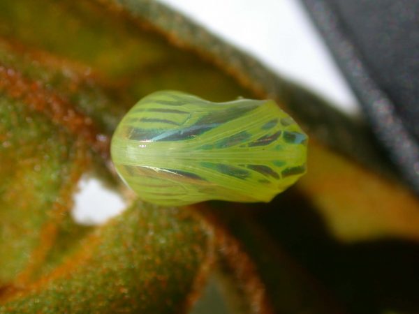 Dircenna adina pupa ventral, KRW-33