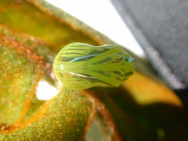 Dircenna adina pupa ventral, KRW-33