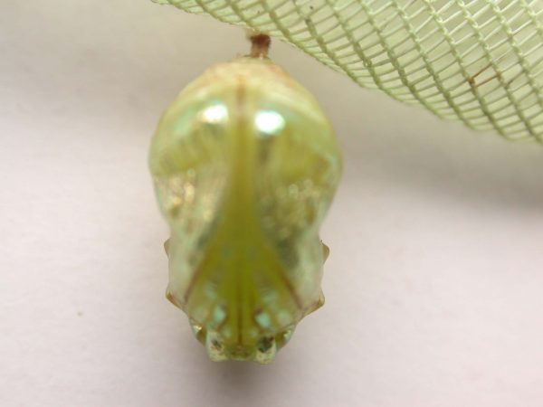 Dircenna adina pupa ventral, KRW-48
