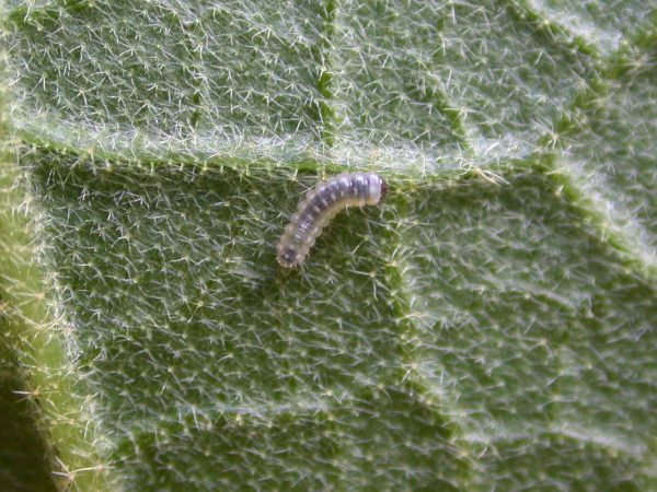 Hyalenna paradoxa 1st instar, KRW-84
