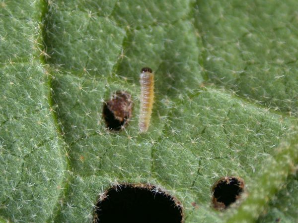 Hyalenna paradoxa 1st instar, KRW-129