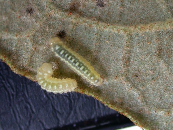 Hyalenna paradoxa 2nd instar or 3rd instar, KRW-88
