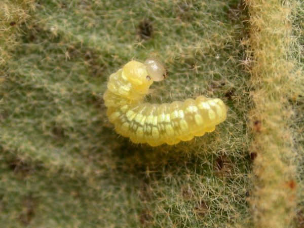 Hyalenna paradoxa 2nd instar, KRW-262