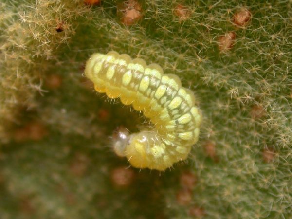 Hyalenna paradoxa 2nd instar, KRW-262