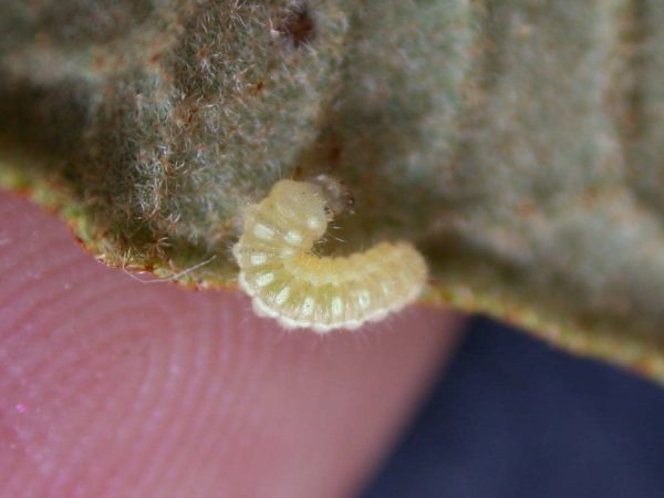 Hyalenna paradoxa 2nd instar, KRW-88