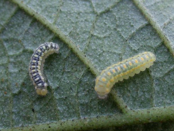 Hyalenna paradoxa 3rd instar or 4th instar, KRW-69-1