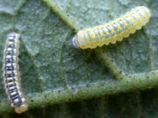Hyalenna paradoxa 3rd instar or 4th instar, KRW-69-1