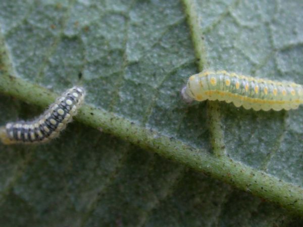 Hyalenna paradoxa 3rd instar or 4th instar, KRW-69-1