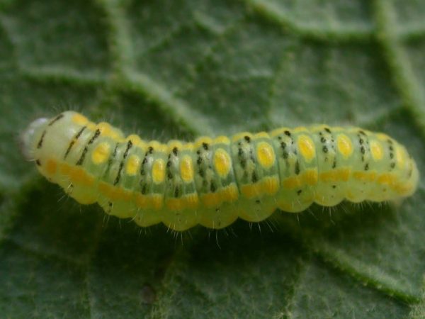 Hyalenna paradoxa 3rd instar, KRW-14-1