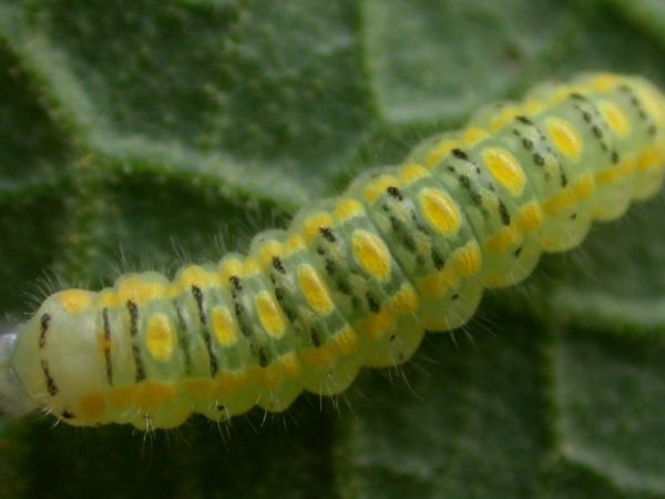 Hyalenna paradoxa 3rd instar, KRW-14-1