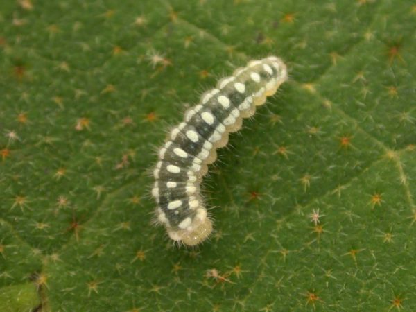 Hyalenna paradoxa 3rd instar, KRW-14-2