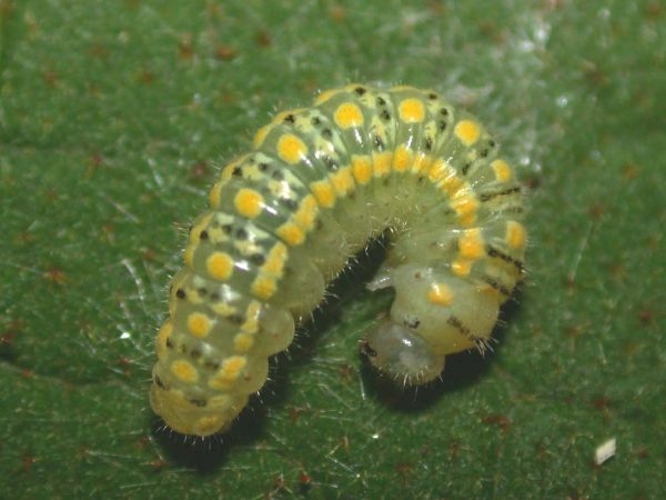 Hyalenna paradoxa 3rd instar, KRW-17