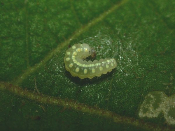 Hyalenna paradoxa 3rd instar, KRW-20