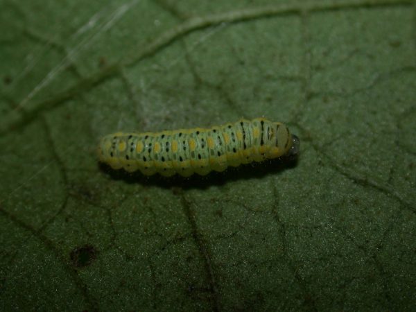 Hyalenna paradoxa 3rd instar, KRW-26-2