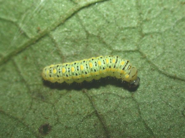 Hyalenna paradoxa 3rd instar, KRW-26-2