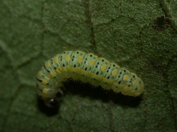 Hyalenna paradoxa 3rd instar, KRW-26-2