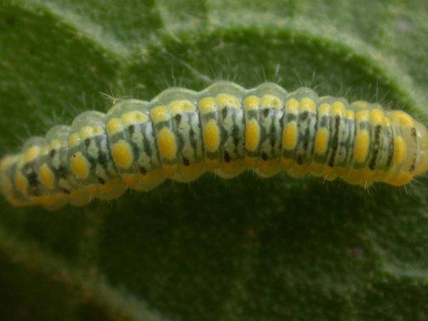Hyalenna paradoxa 3rd instar, KRW-27