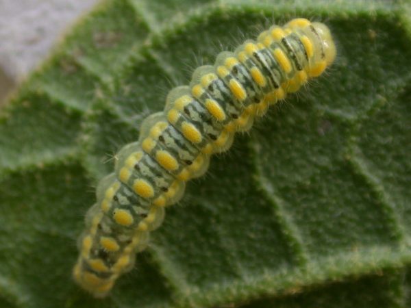 Hyalenna paradoxa 3rd instar, KRW-27